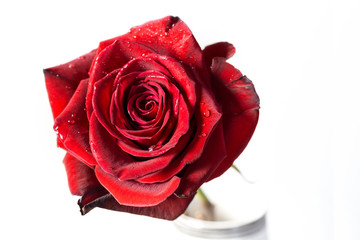 Fresh red rose, isolated on white