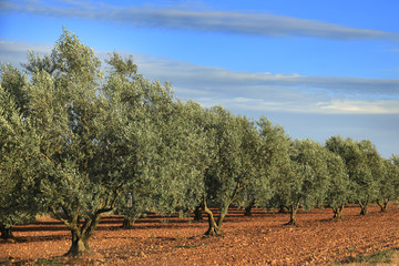 Obraz premium Olive Tree Grove