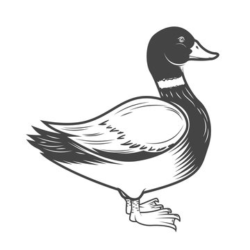 Wild duck illustration isolated on white background. Design element for logo, label, emblem, sign. Vector illustration