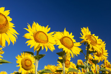 Blossoming sunflowers close-up against the sky