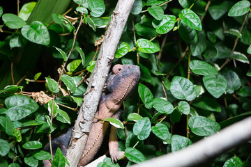 Caméléon