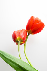 Two fresh tulip flowers on white background