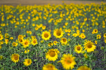 Sunflowers on a field 