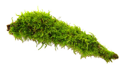 A clump of green moss isolated on a white background
