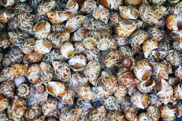 タイトル : タイ チョンブリ フィッシュクラブマーケット アンシラ水上マーケット カニ市場