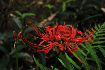 red flower