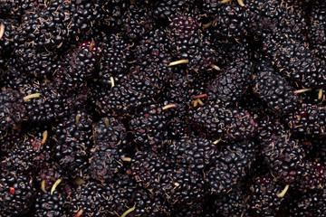 Mulberry