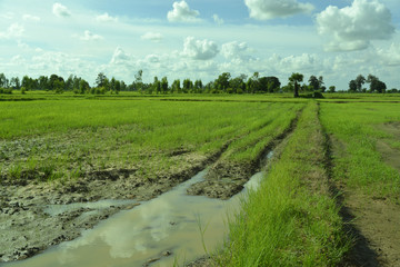 Reisanbau und Landwirtschaft in Südostasien