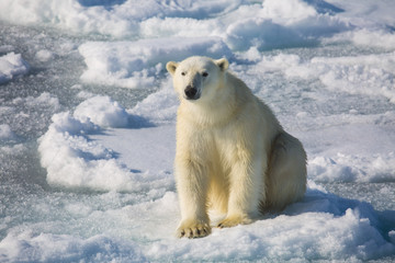 Obraz na płótnie Canvas A polar bear on the Arctic sea ice.