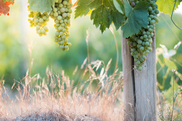 Weintrauben an Weinrebe, Chianti, Toskana