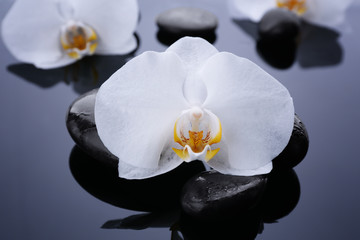 Beautiful white orchid with stones on dark background