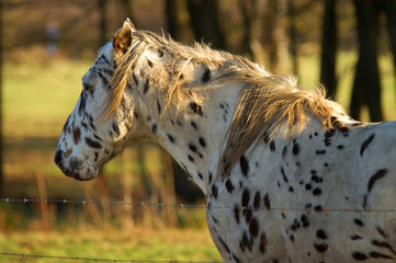 indianerpony