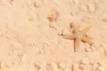 Fototapeta na wymiar Starfish on the Beach / Starfish on the Beach with Sand in the background