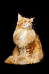 Beautiful maine coon cat
