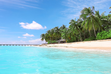 Fototapeta premium View of beautiful beach with tropical palms at resort