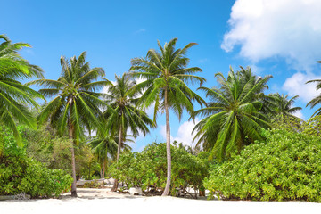 Obraz na płótnie Canvas View of beautiful beach at tropical resort