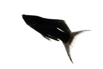 ブラックモーリー