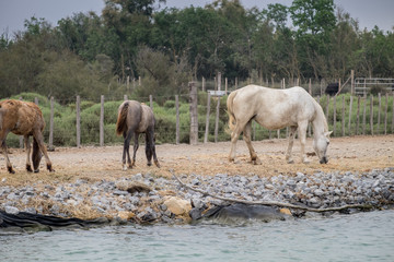 White horses at Camargue Park on delta Rhone River, France