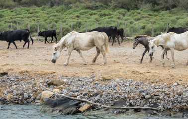 White horses and bullfighting black bulls. Camargue Park on delta Rhone River, France