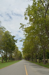 road,route,tree,travel