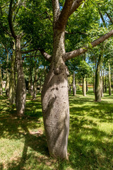 Baobab Bäume im Turia Park Valencia