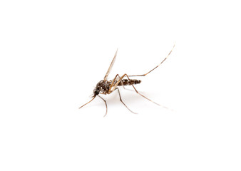 Mosquito / Stechmücke freigestellt
