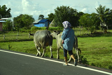 Reisanbau und Landwirtschaft in Südostasien