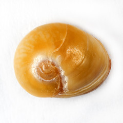 Sea shell