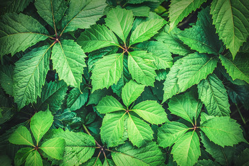 Leaves of wild grapes