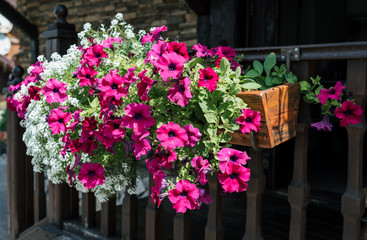 Flower box with pink petunia and white flowers on wooden home facade