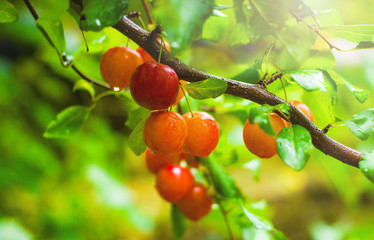 Sang the plum. after the rain