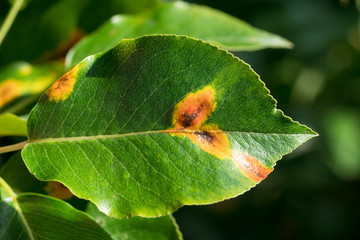 Close up of pear leaves with pear rust infestation in sun light