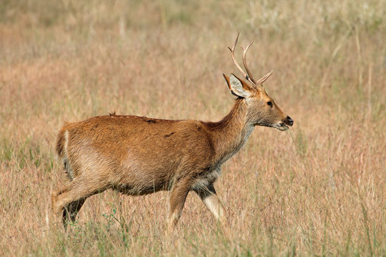 Male Barasingha or swamp deer (Rucervus duvaucelii), Kanha National Park, India.