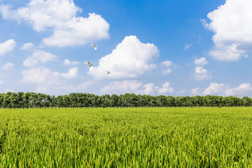 Obraz premium Scenic View Of Rice Field,Fresh green grass against blue sky in China.