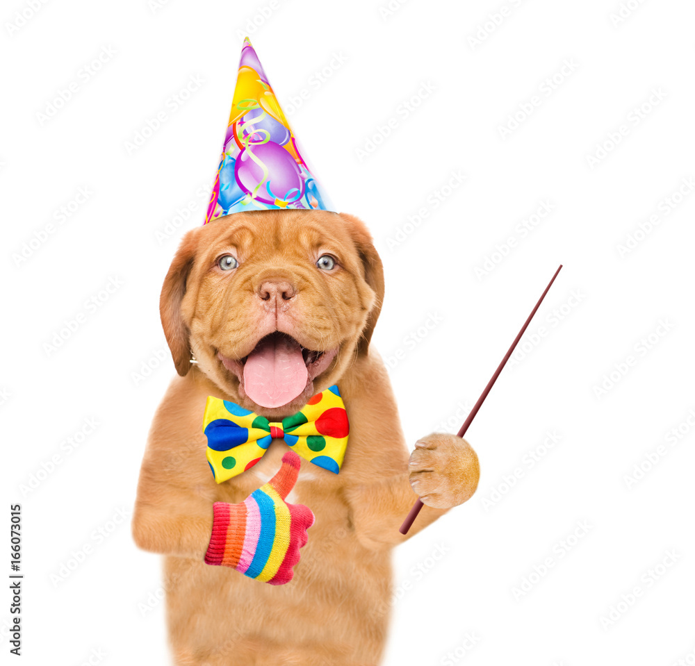 Poster puppy in birthday hat and tie bow holding a pointing stick and showing thumbs up. isolated on white 