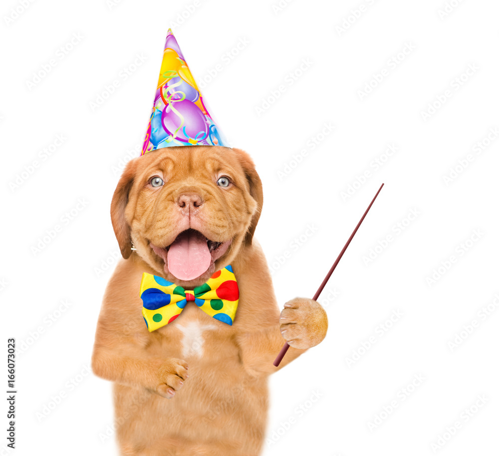 Poster puppy in birthday hat and tie bow holding a pointing stick. isolated on white background
