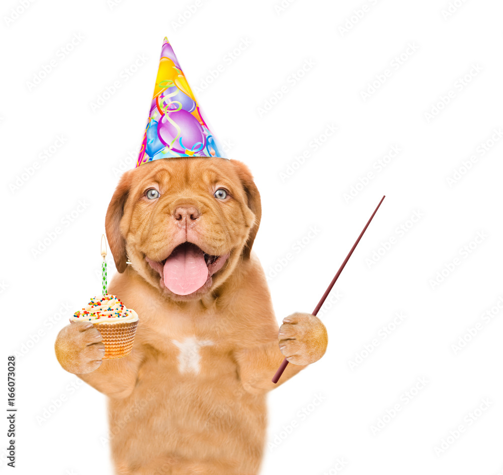 Poster puppy in birthday hat with cupcake holding a pointing stick. isolated on white background