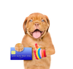 Funny puppy hold credit card and showing thumbs up. isolated on white background