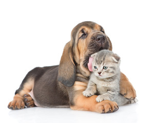 Bloodhound puppy bites the kitten. isolated on white background - obrazy, fototapety, plakaty