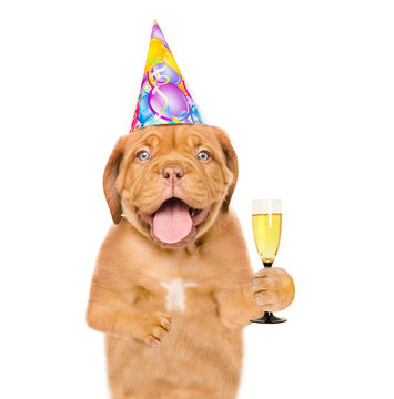 Dog in birthday hat holding glass of champagne. isolated on white background