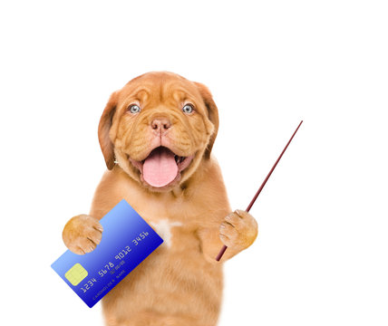 722 Best Dog Credit Card Images Stock Photos Vectors Adobe Stock