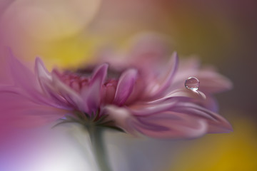 Abstract macro photo with water drops.Artistic Background for desktop. Flowers made with pastel tones.Tranquil abstract closeup art photography.Print for Wallpaper...Floral fantasy design...