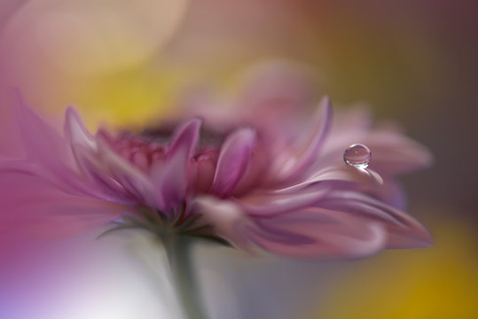 Fototapeta Abstract macro photo with water drops.Artistic Background for desktop. Flowers made with pastel tones.Tranquil abstract closeup art photography.Print for Wallpaper...Floral fantasy design...