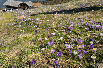 Frühlingskrokusse auf der Almwiese 