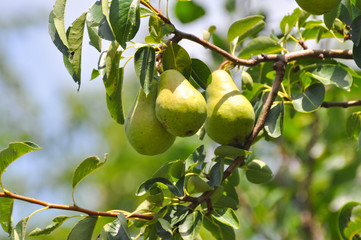 Unripe green pear on the branch. Organic pears grow in orchards