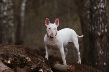 Bull Terrier