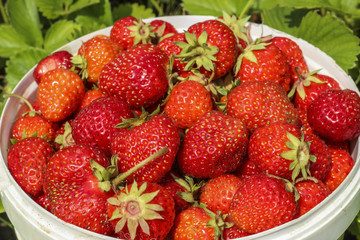Ripe strawberries