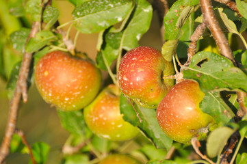 Fresh apple on branch. Apple on branch after chemical spraying