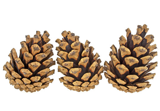 Close-up of three pine cones isolated on a white background