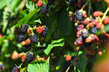 Group of ripe and ripening blackberries in orchard. Organic blackberry is a great antioxidant